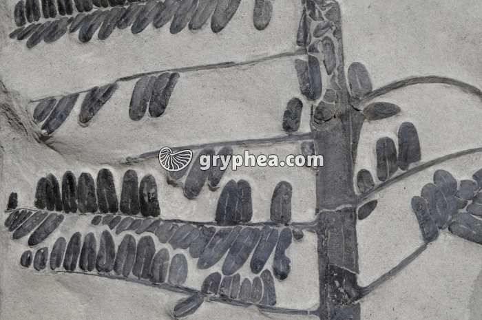 Fougère fossile - gryphea.org